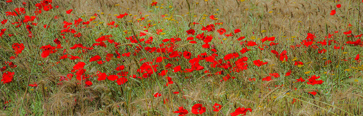 primavera 5.jpg